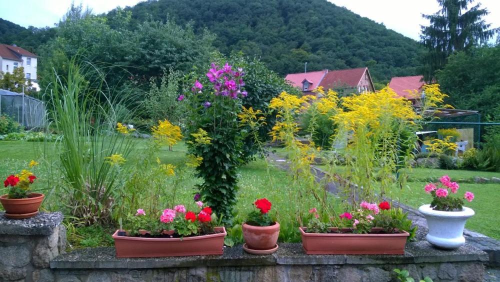 Ferienwohnung Bergblick - Inklusive Bodetal Therme Thale Dış mekan fotoğraf